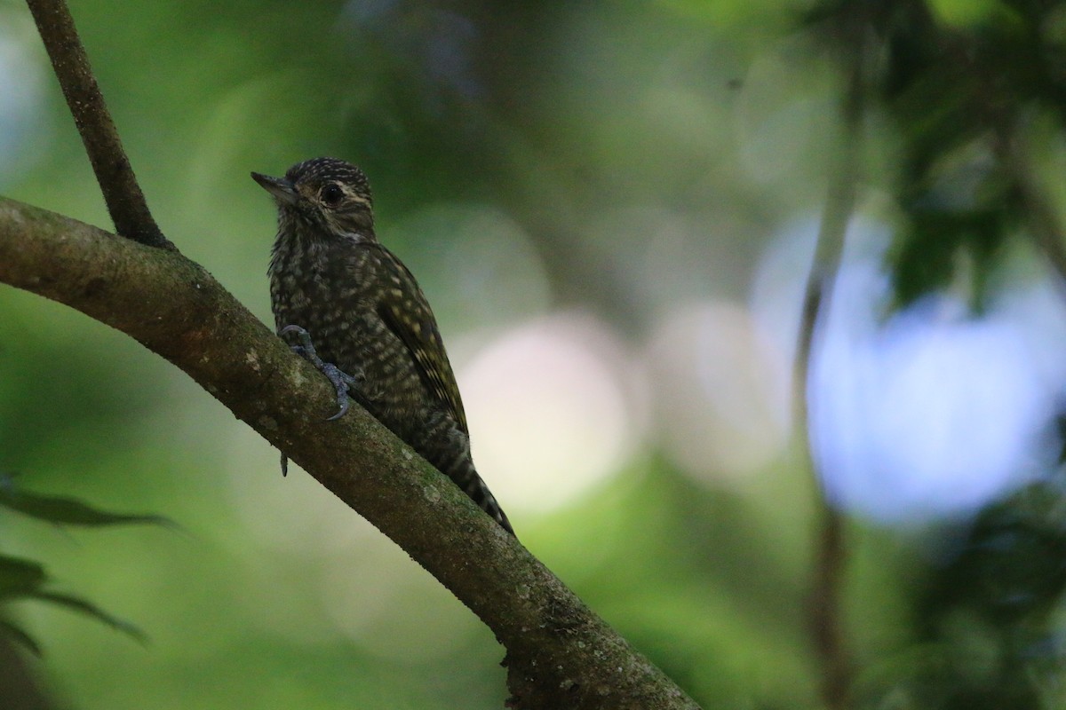 White-spotted Woodpecker - ML637784831