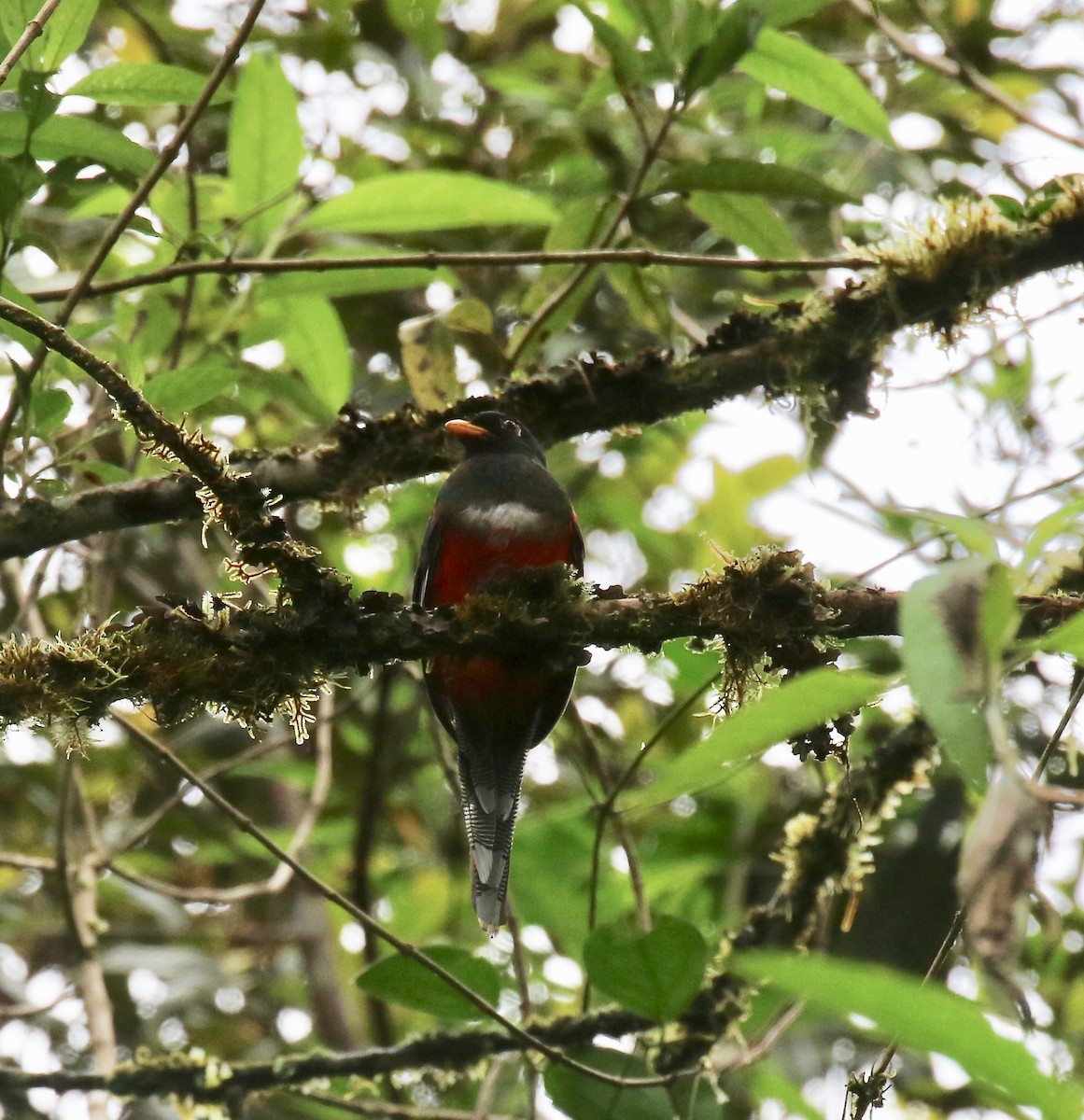 Collared Trogon - ML637784876