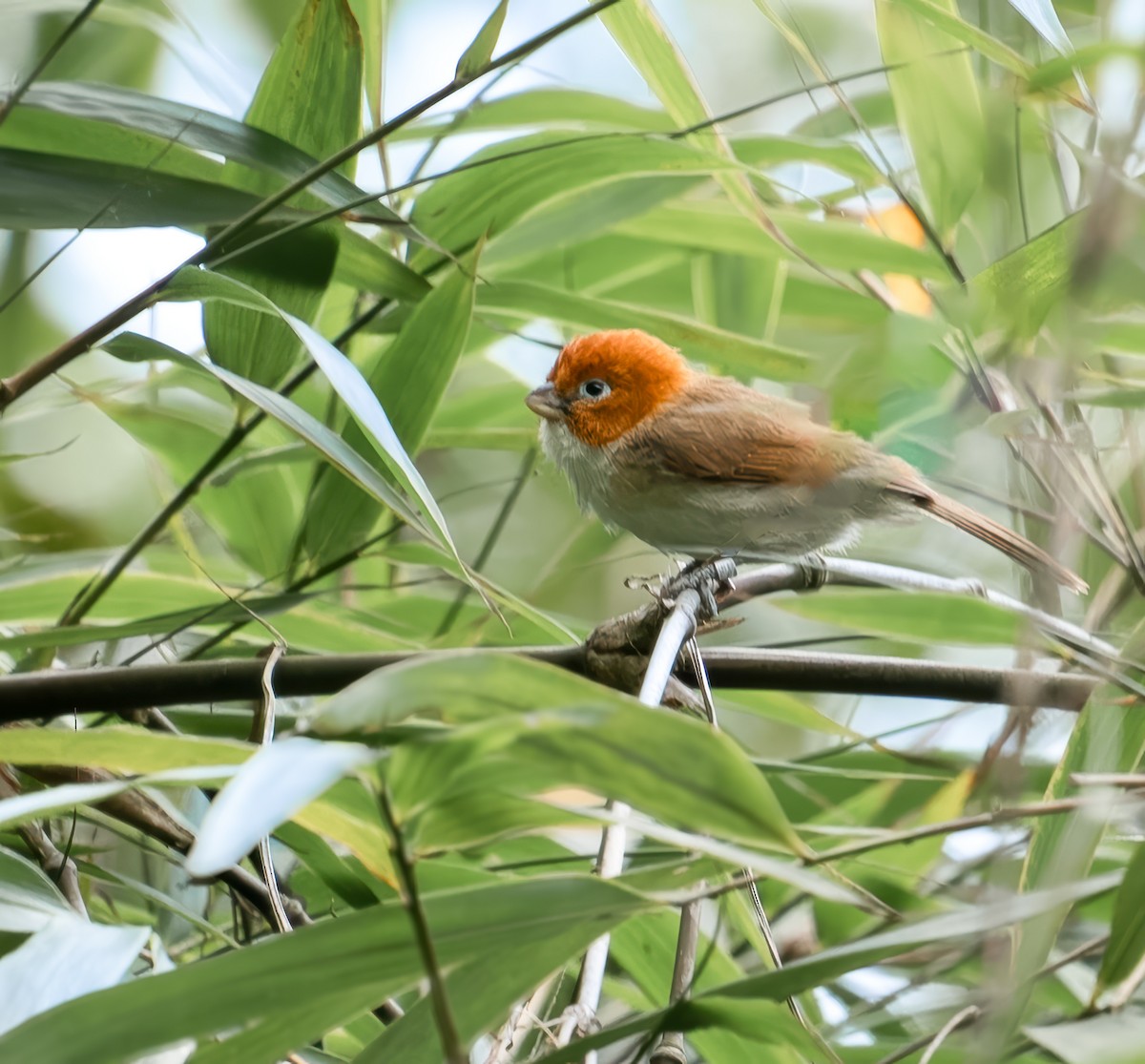 White-browed Shrike-Babbler - ML637784885