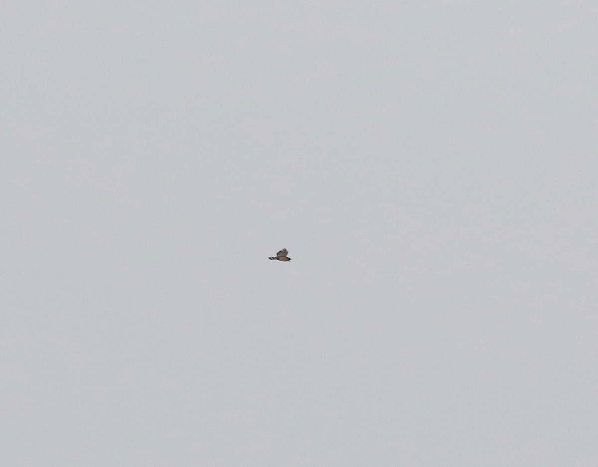 Broad-winged Hawk - ML637784891