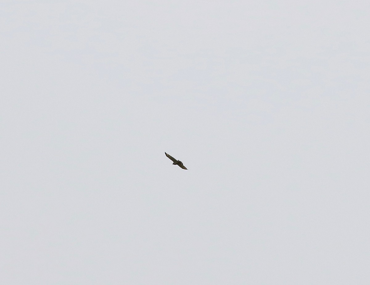 Broad-winged Hawk - ML637784892