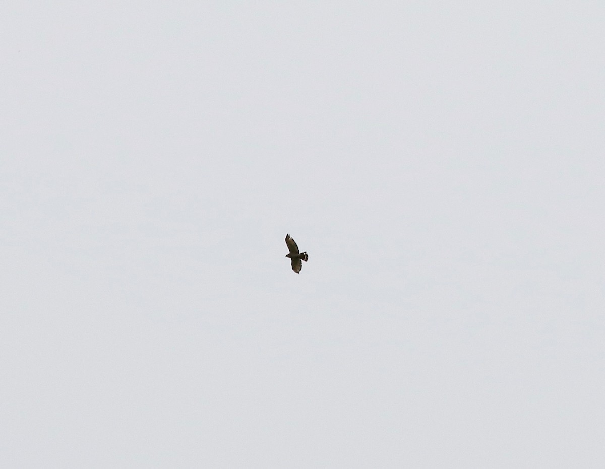 Broad-winged Hawk - ML637784893