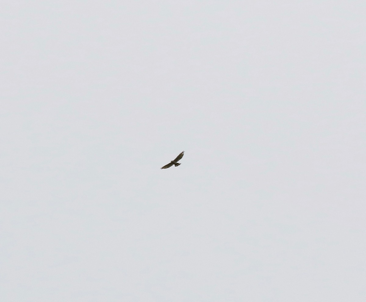 Broad-winged Hawk - ML637784894