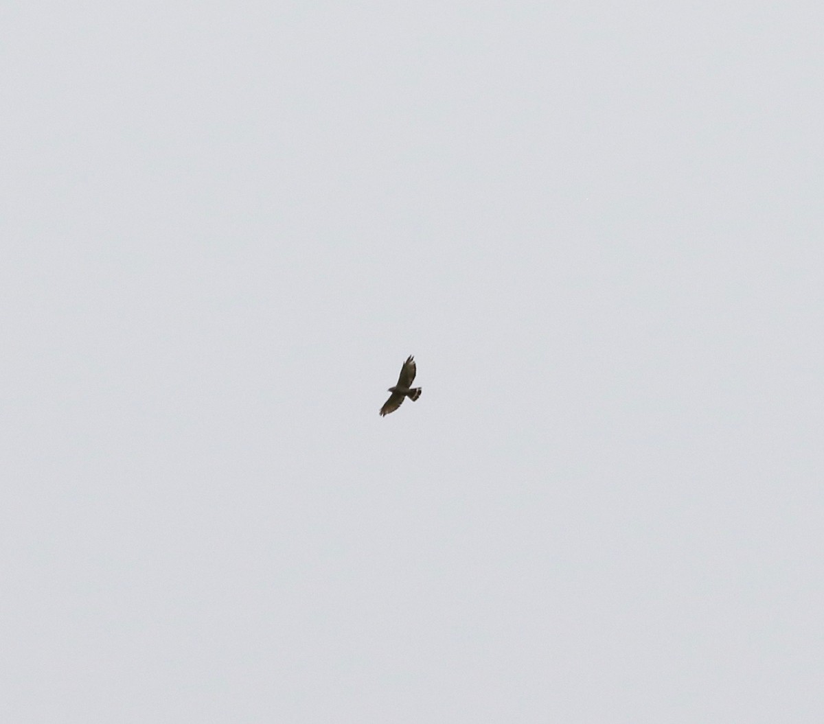 Broad-winged Hawk - ML637784895