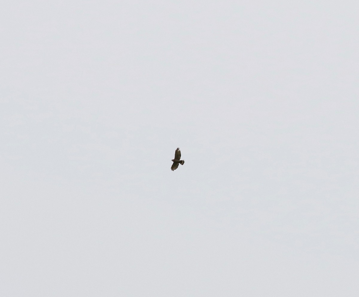 Broad-winged Hawk - ML637784896