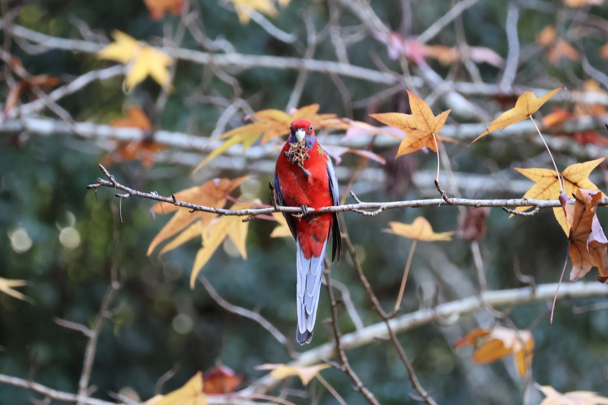 Crimson Rosella - ML637784904