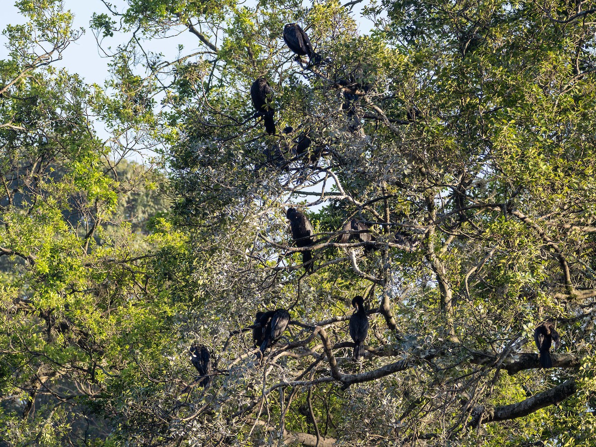 Neotropic Cormorant - ML637784910