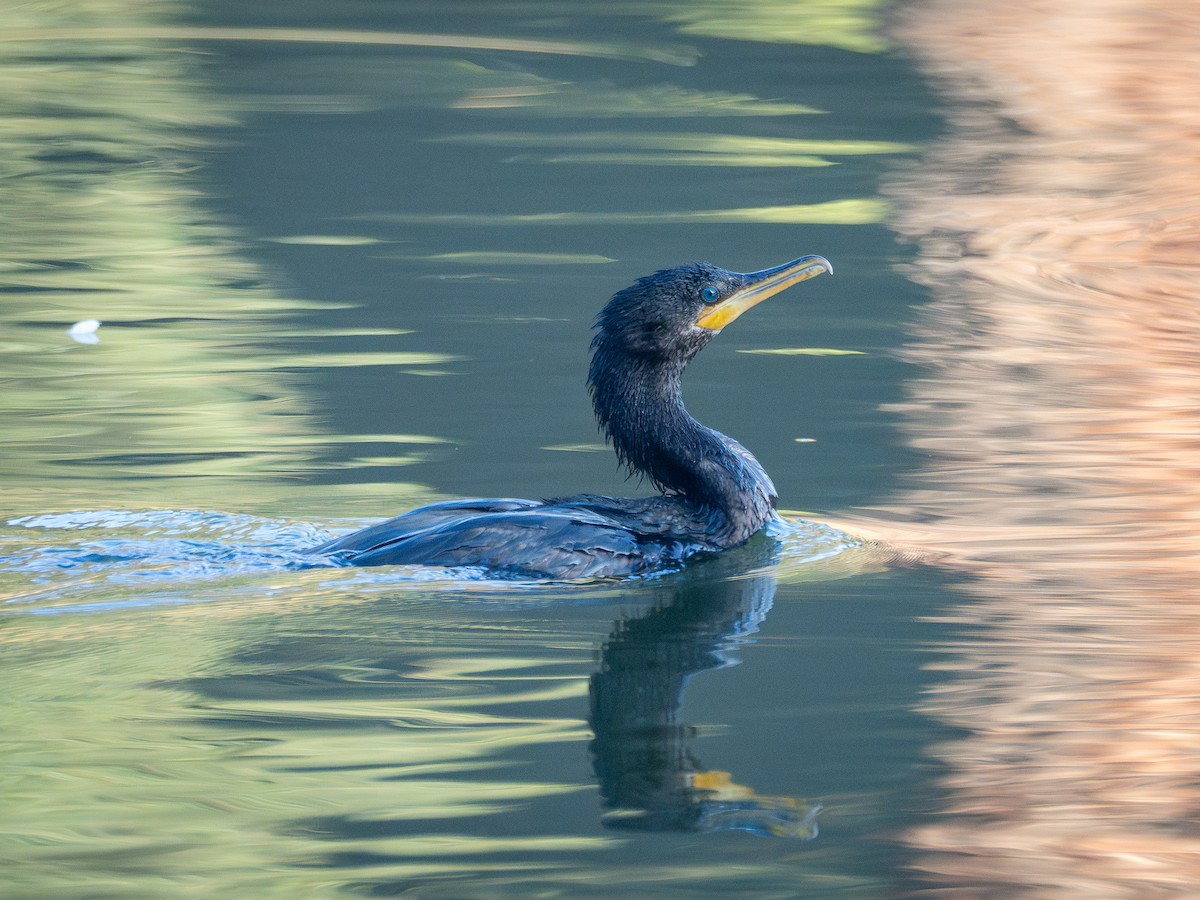 Neotropic Cormorant - ML637784911