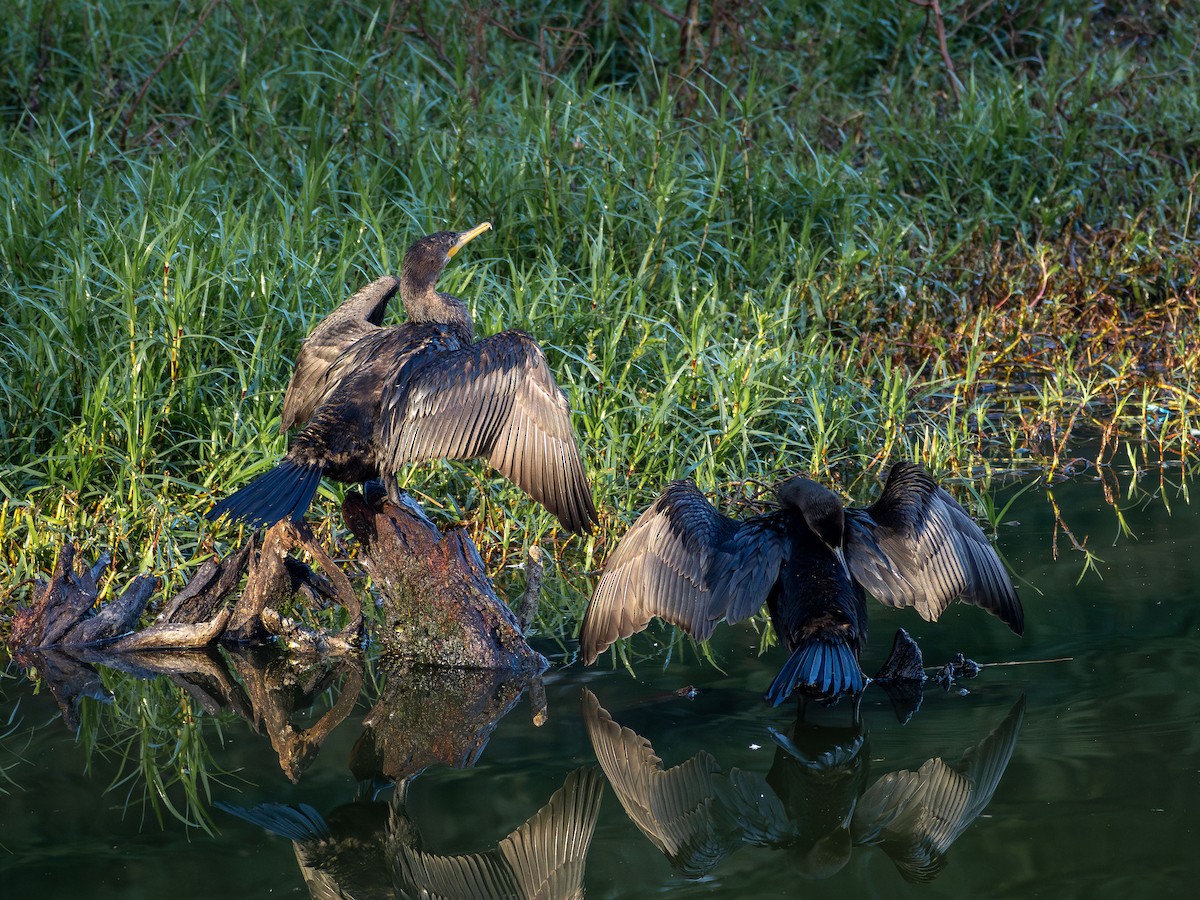 Neotropic Cormorant - ML637784912