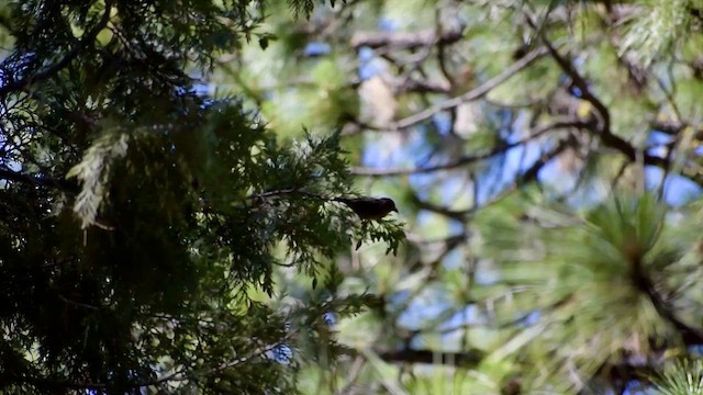 Red Crossbill - ML637784920