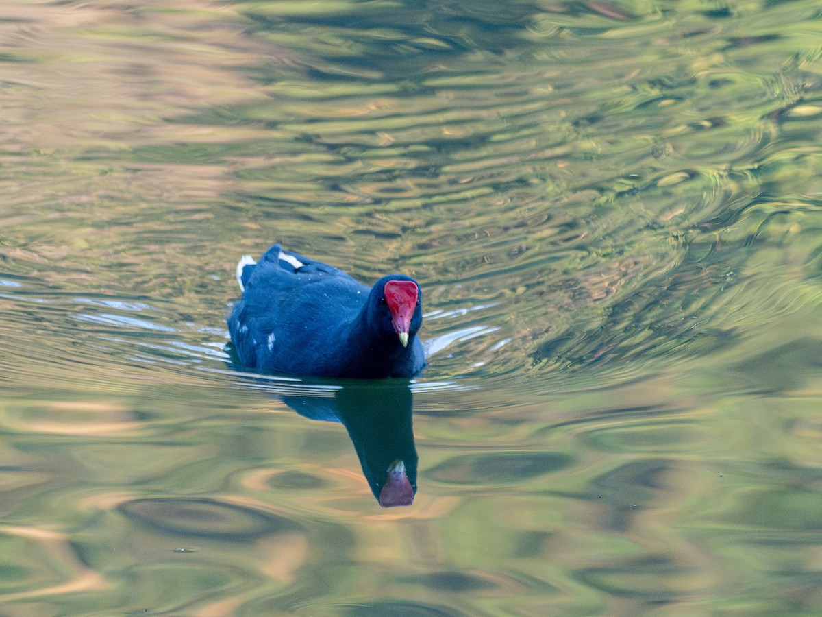 Common Gallinule - ML637784921