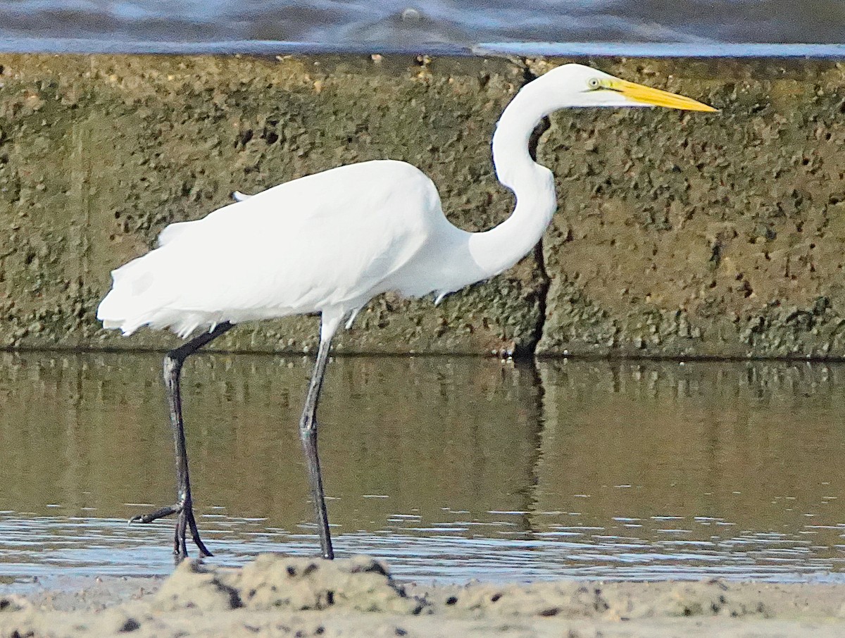 Great Egret - ML637784926