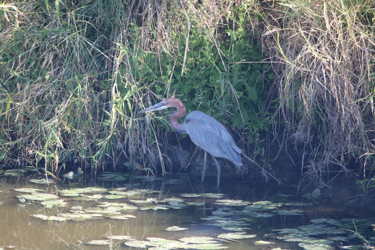 Goliath Heron - ML637784928