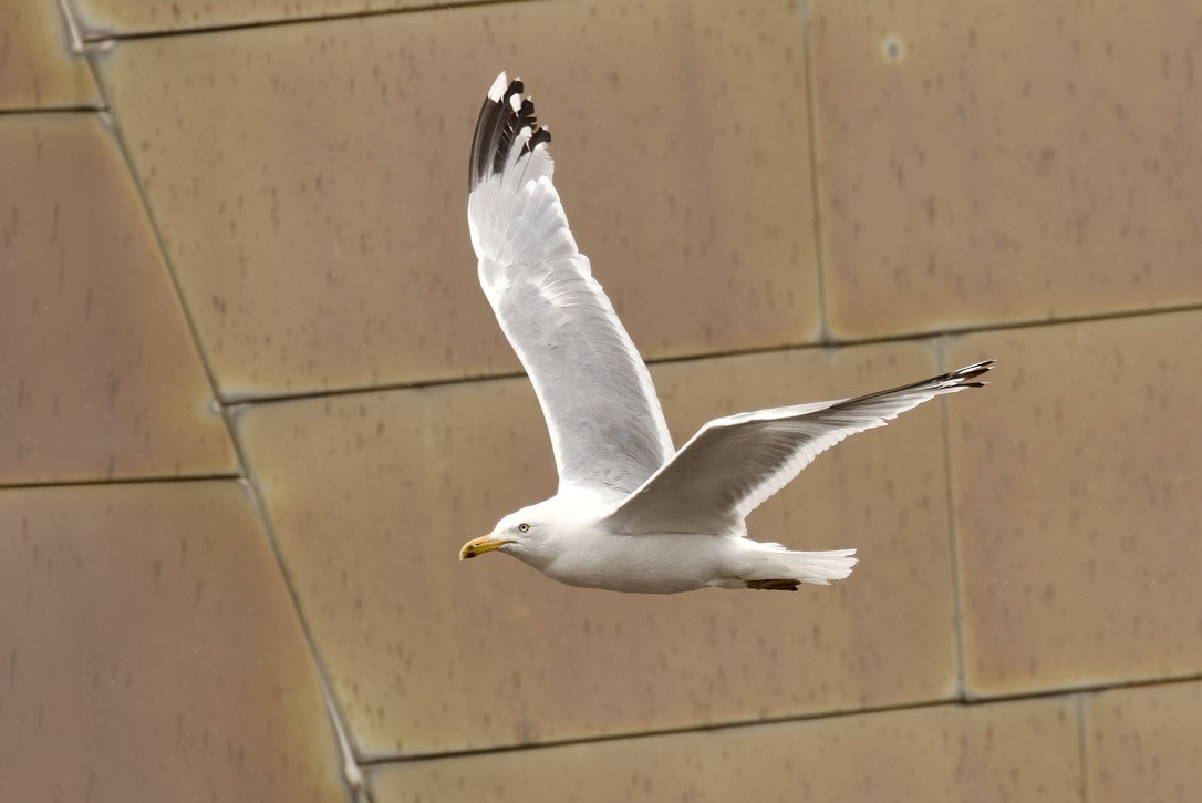 American Herring Gull - ML637784930