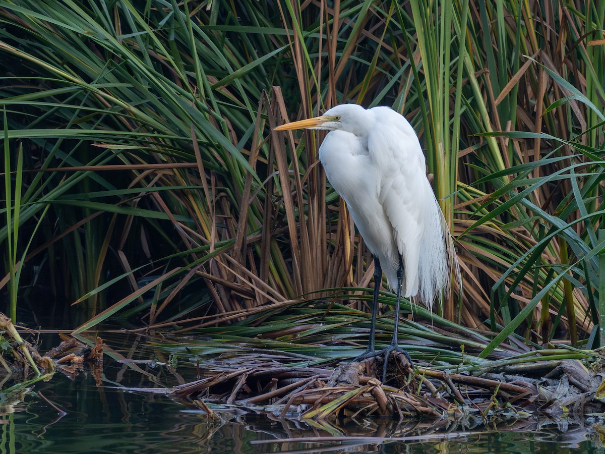 Great Egret - ML637784931