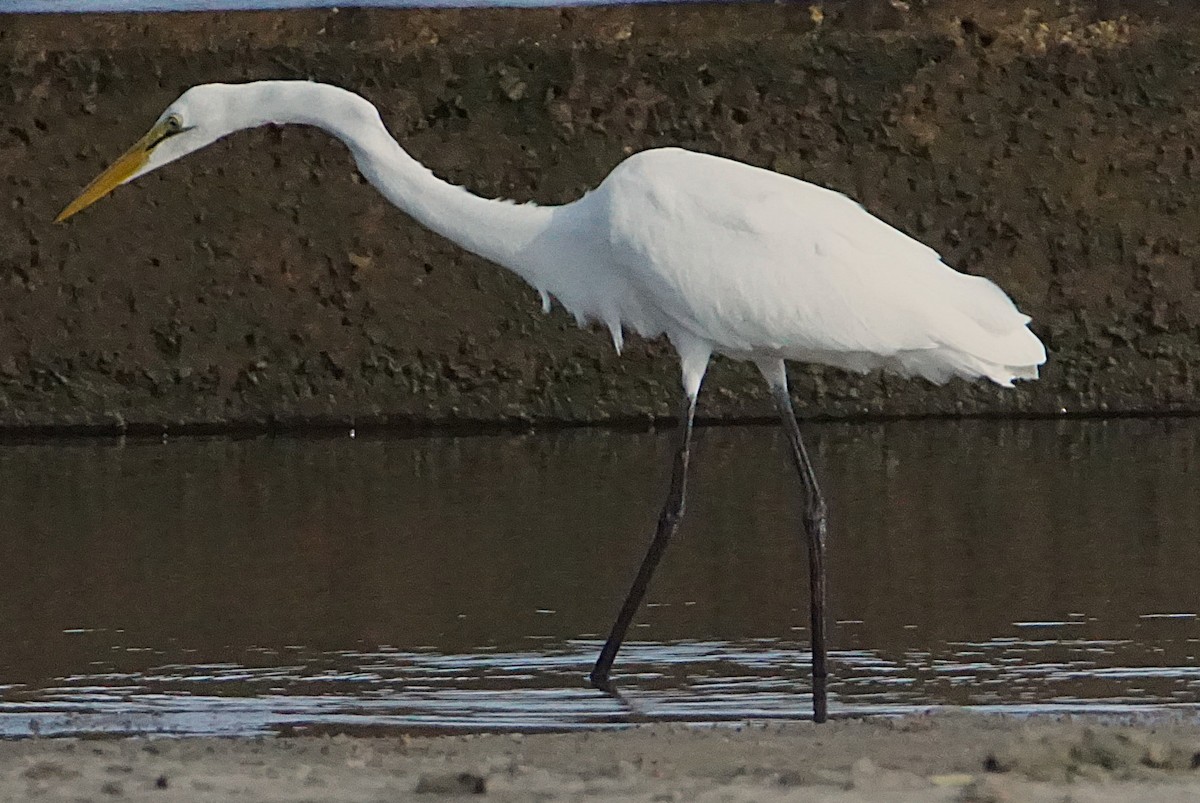 Great Egret - ML637784935