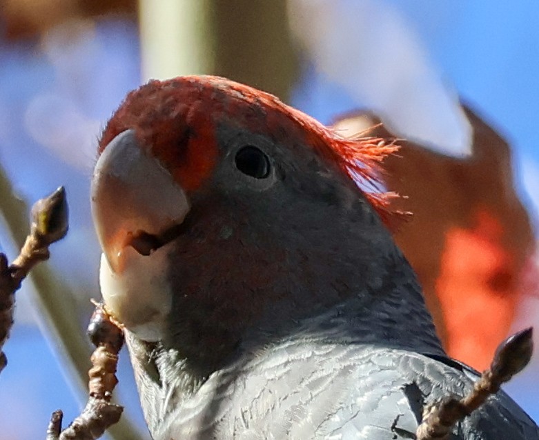 Gang-gang Cockatoo - ML637784936