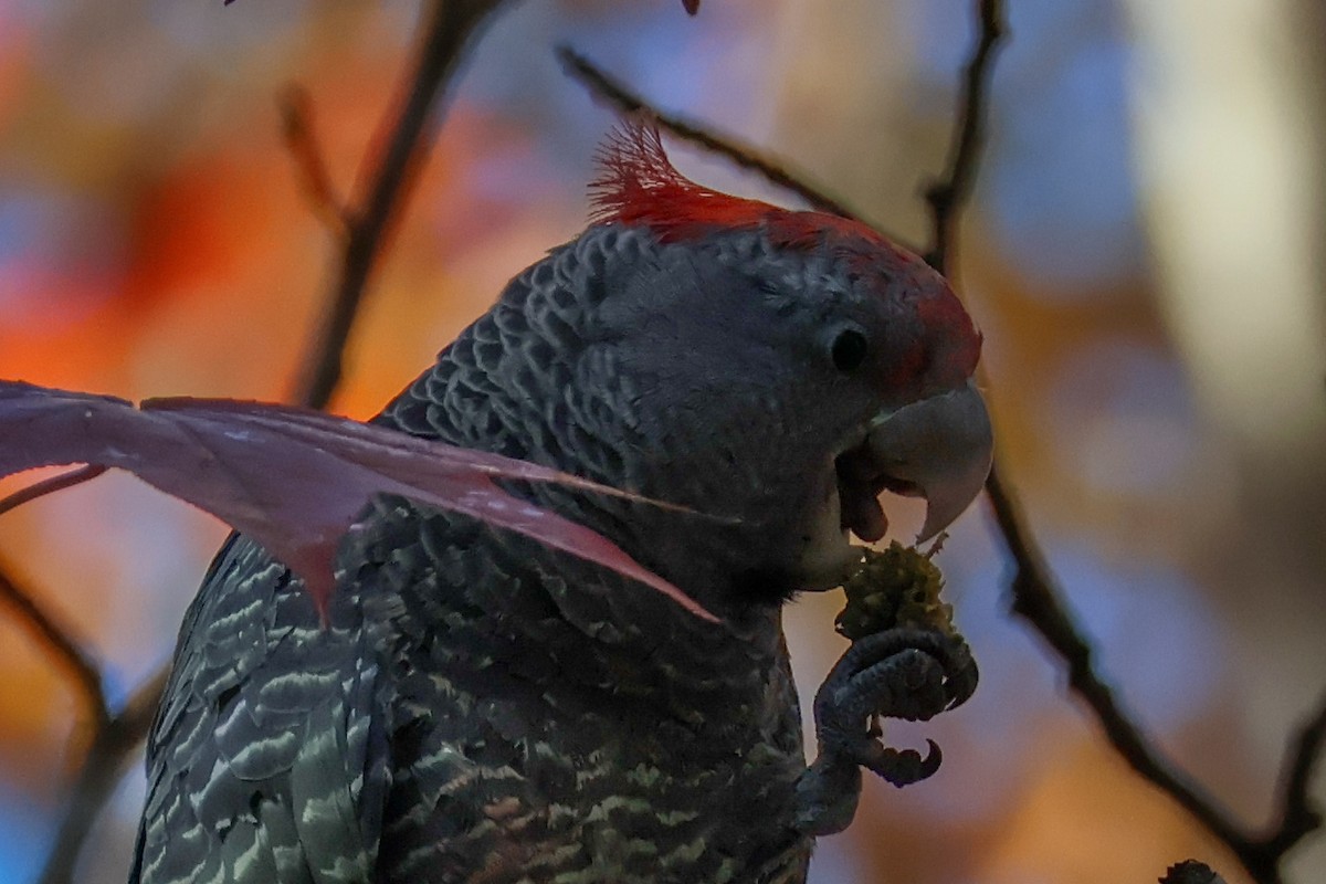 Gang-gang Cockatoo - ML637784937
