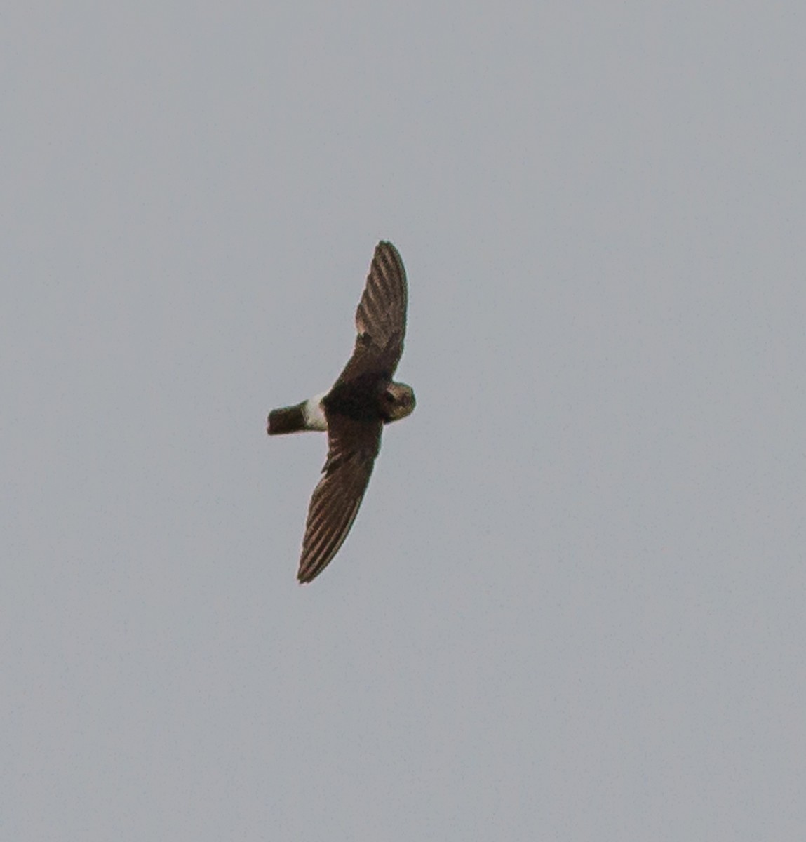 Little Swift - ML637784942