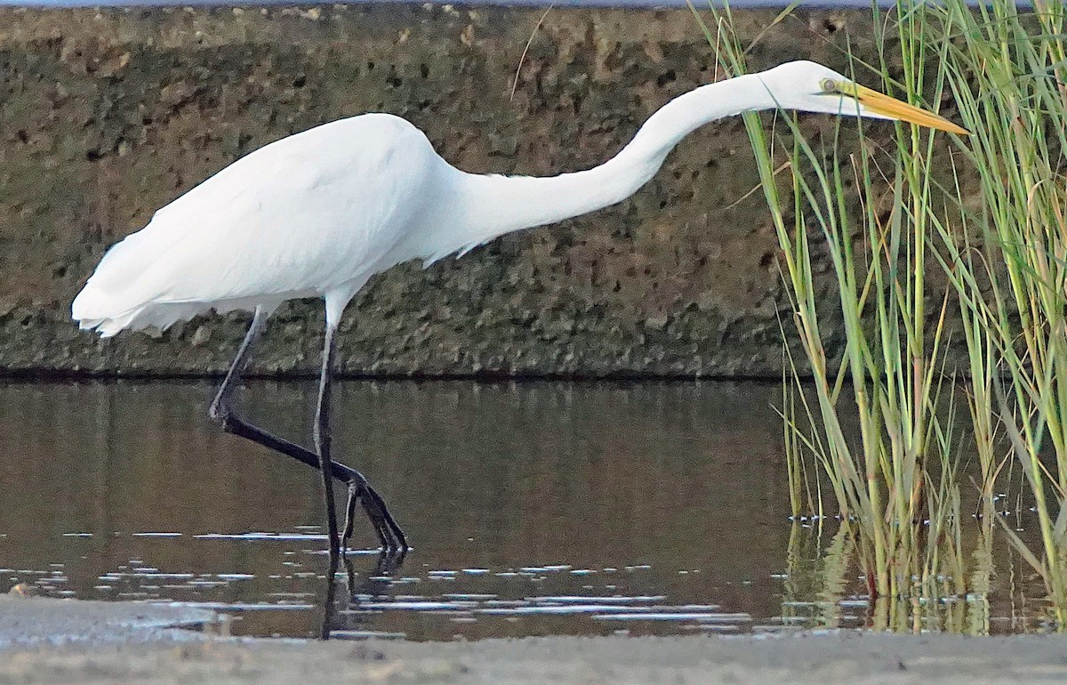 Great Egret - ML637784952