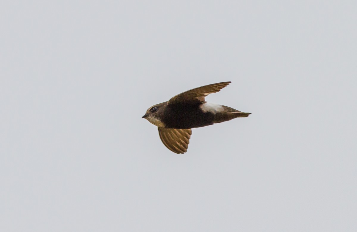 Little Swift - ML637784956