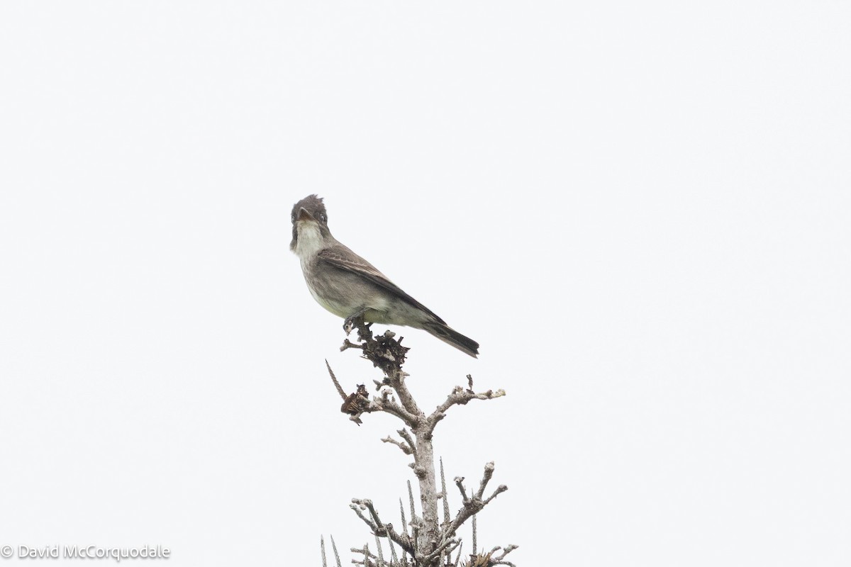 Olive-sided Flycatcher - ML637784959