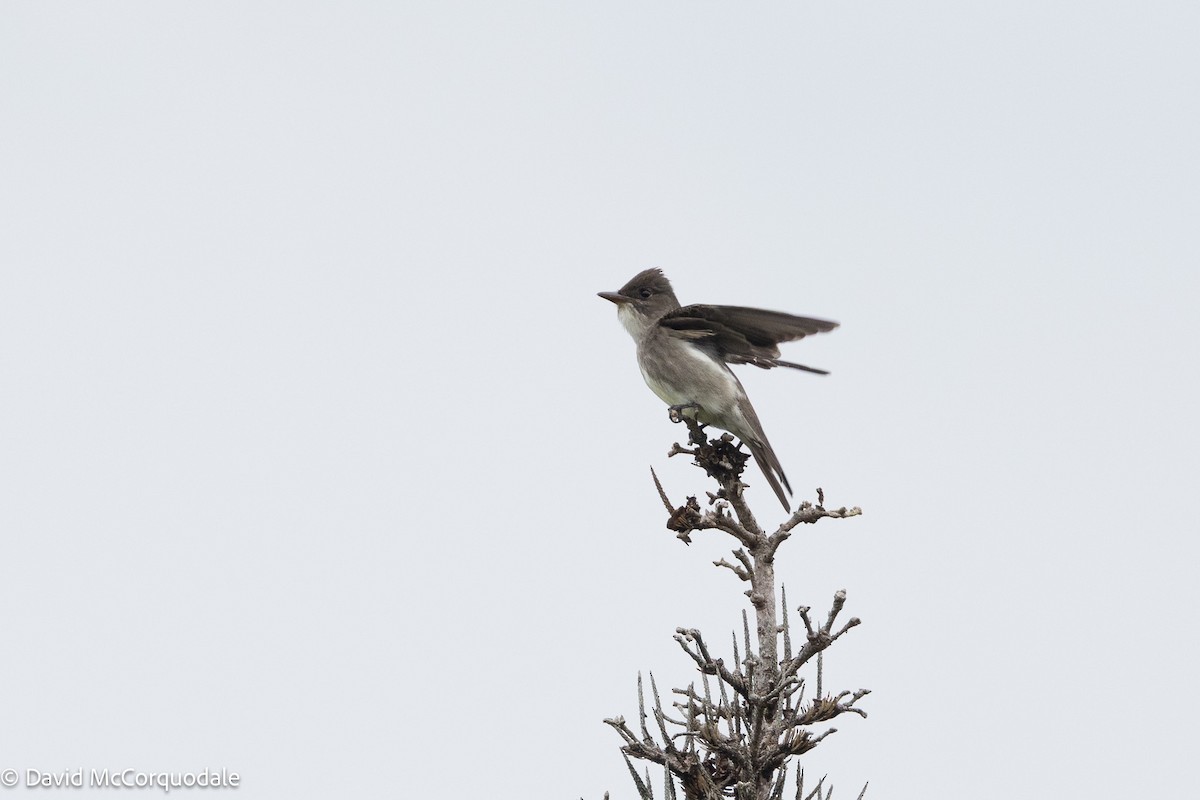Olive-sided Flycatcher - ML637784960