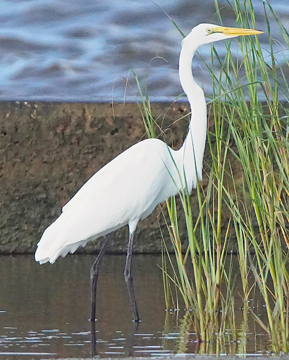 Great Egret - ML637784962
