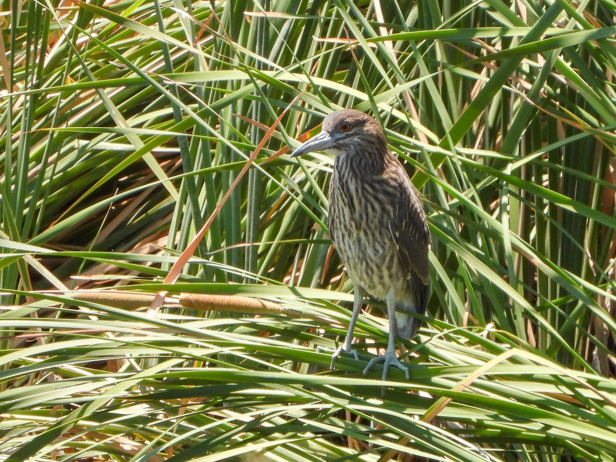 Black-crowned Night Heron - ML637784963