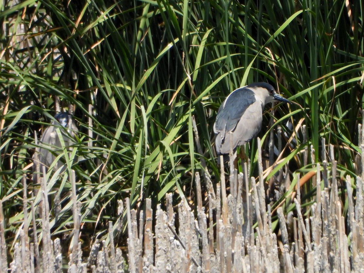 Black-crowned Night Heron - ML637784964