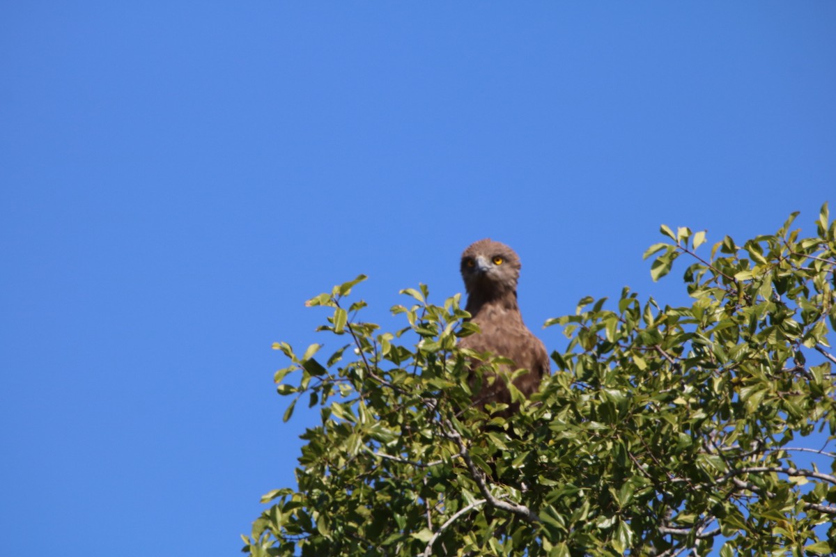 Brown Snake-Eagle - ML637784965