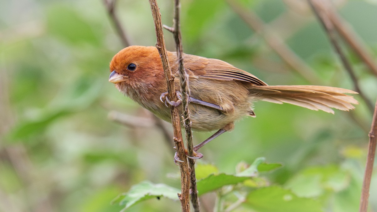 Brown-winged Parrotbill - ML637784966