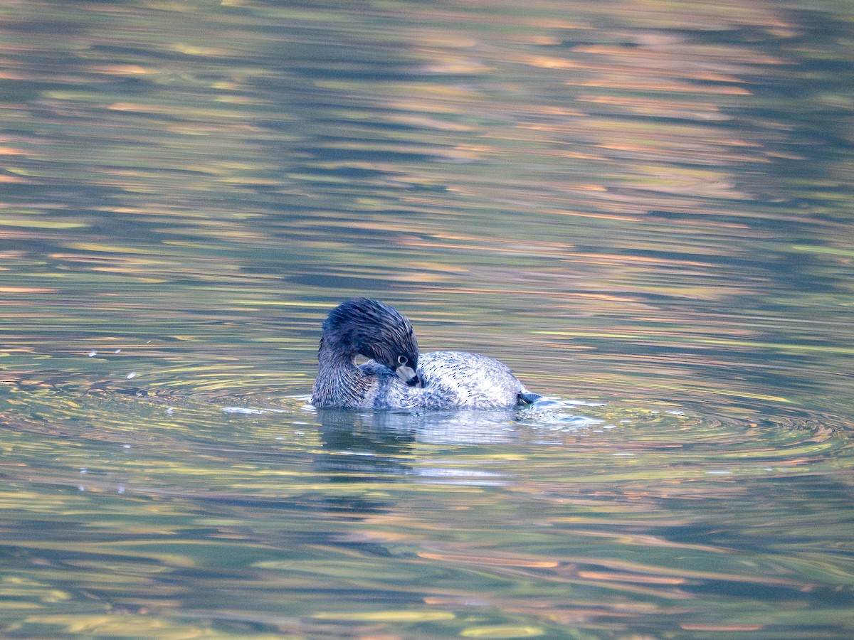Pied-billed Grebe - ML637784967