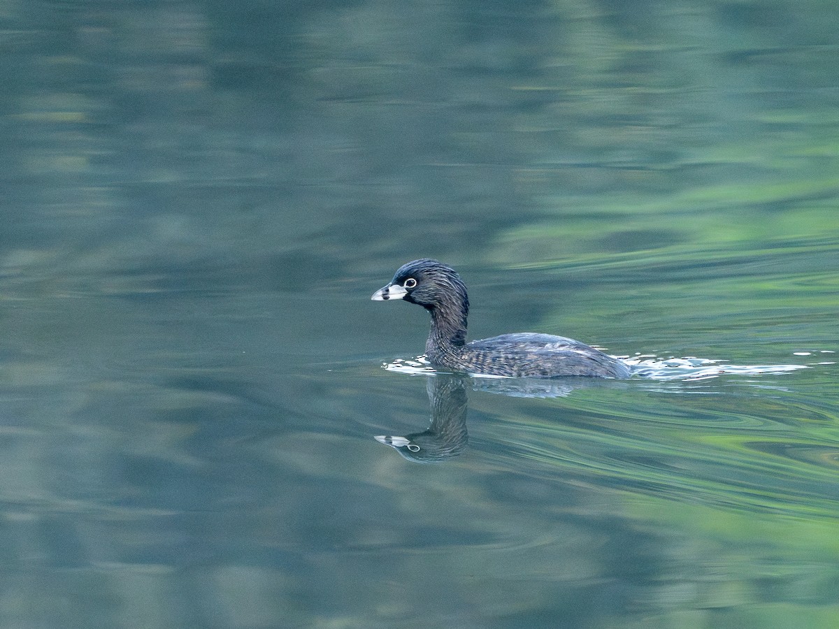 Pied-billed Grebe - ML637784968