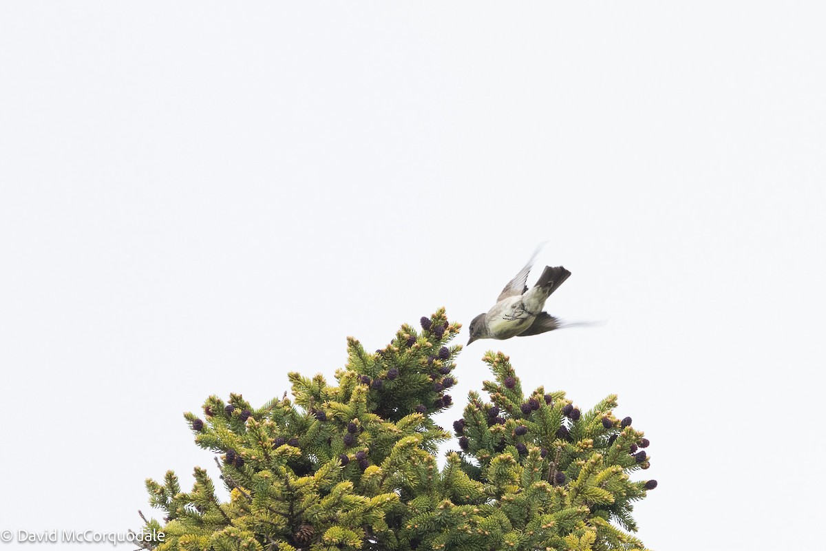 Olive-sided Flycatcher - ML637784969