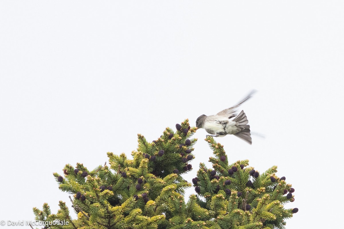 Olive-sided Flycatcher - ML637784970