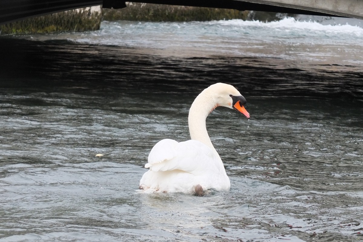 Mute Swan - ML637784982