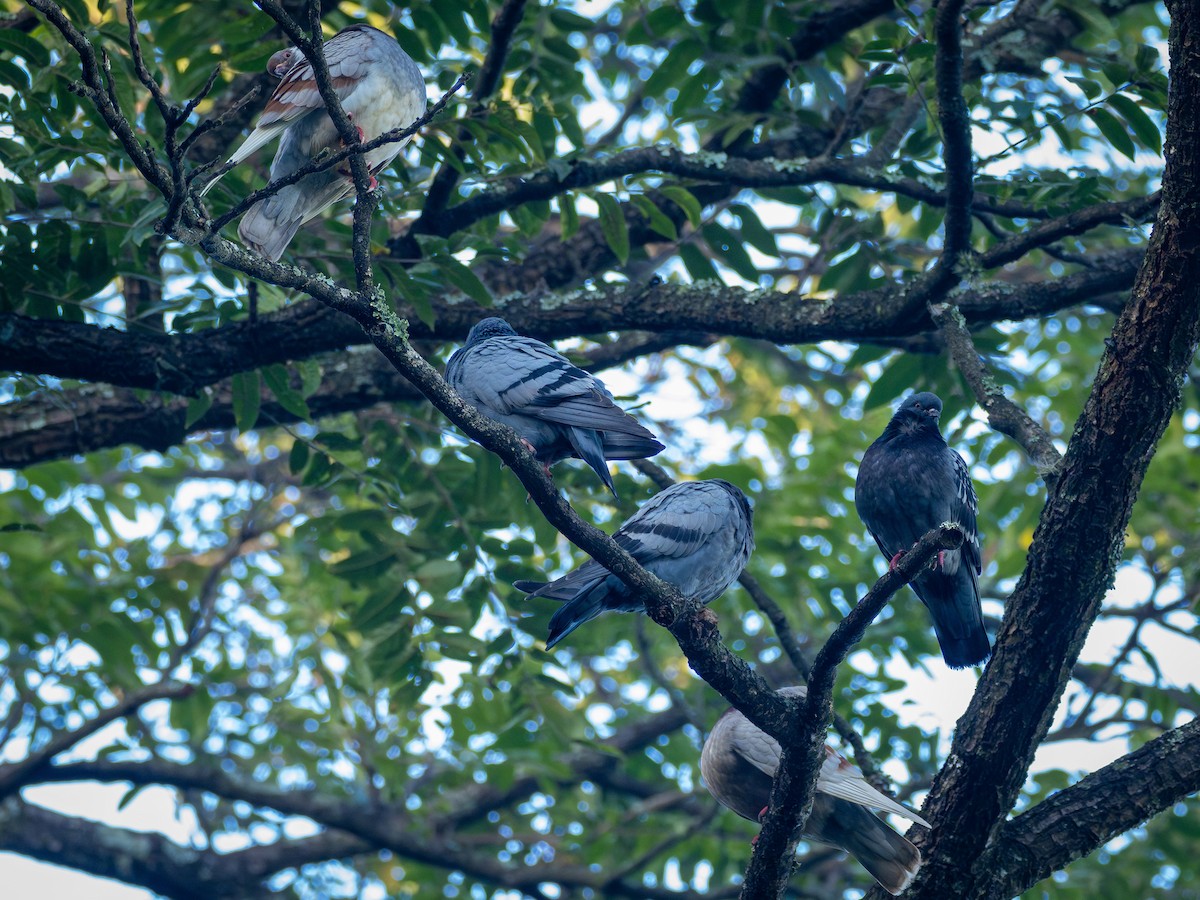 Rock Pigeon (Feral Pigeon) - ML637784983