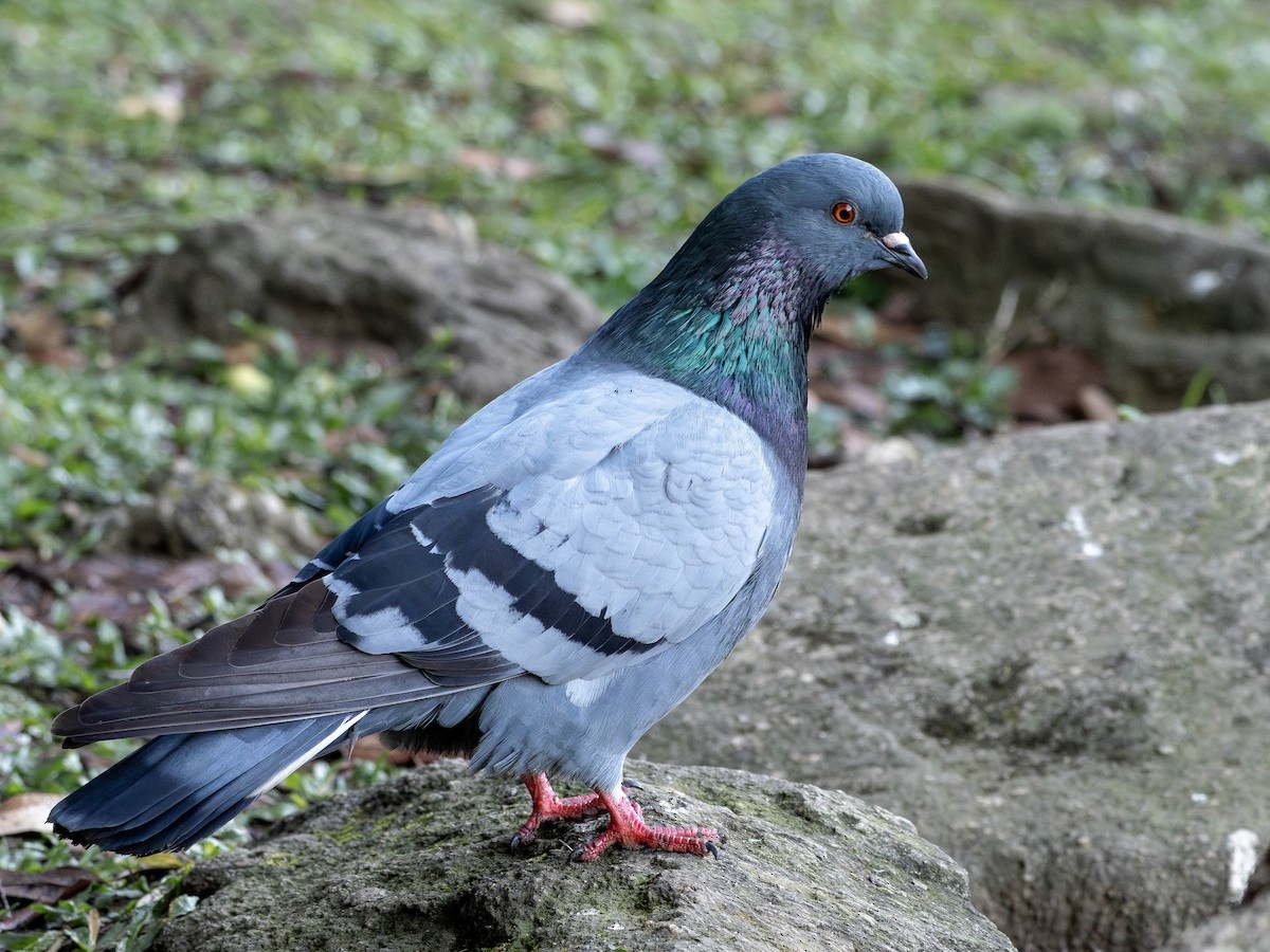 Rock Pigeon (Feral Pigeon) - ML637784985