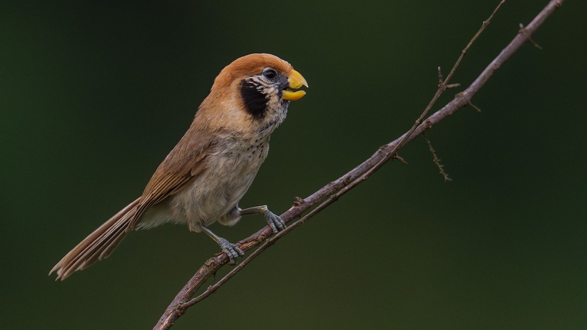 Spot-breasted Parrotbill - ML637784989