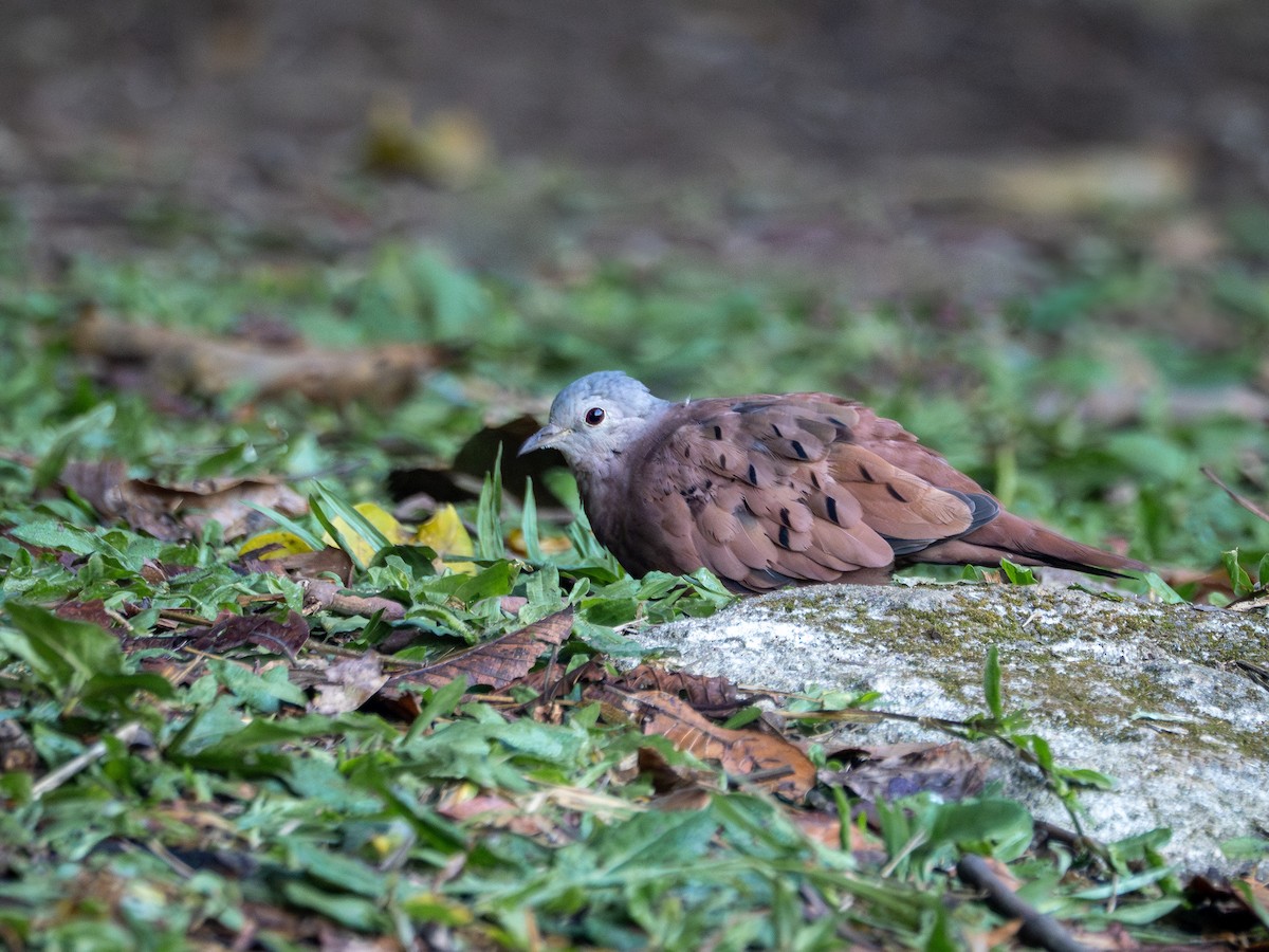 Ruddy Ground Dove - ML637784990
