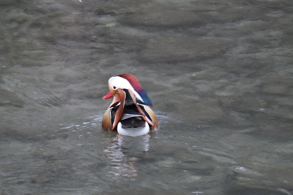Mandarin Duck - ML637784991