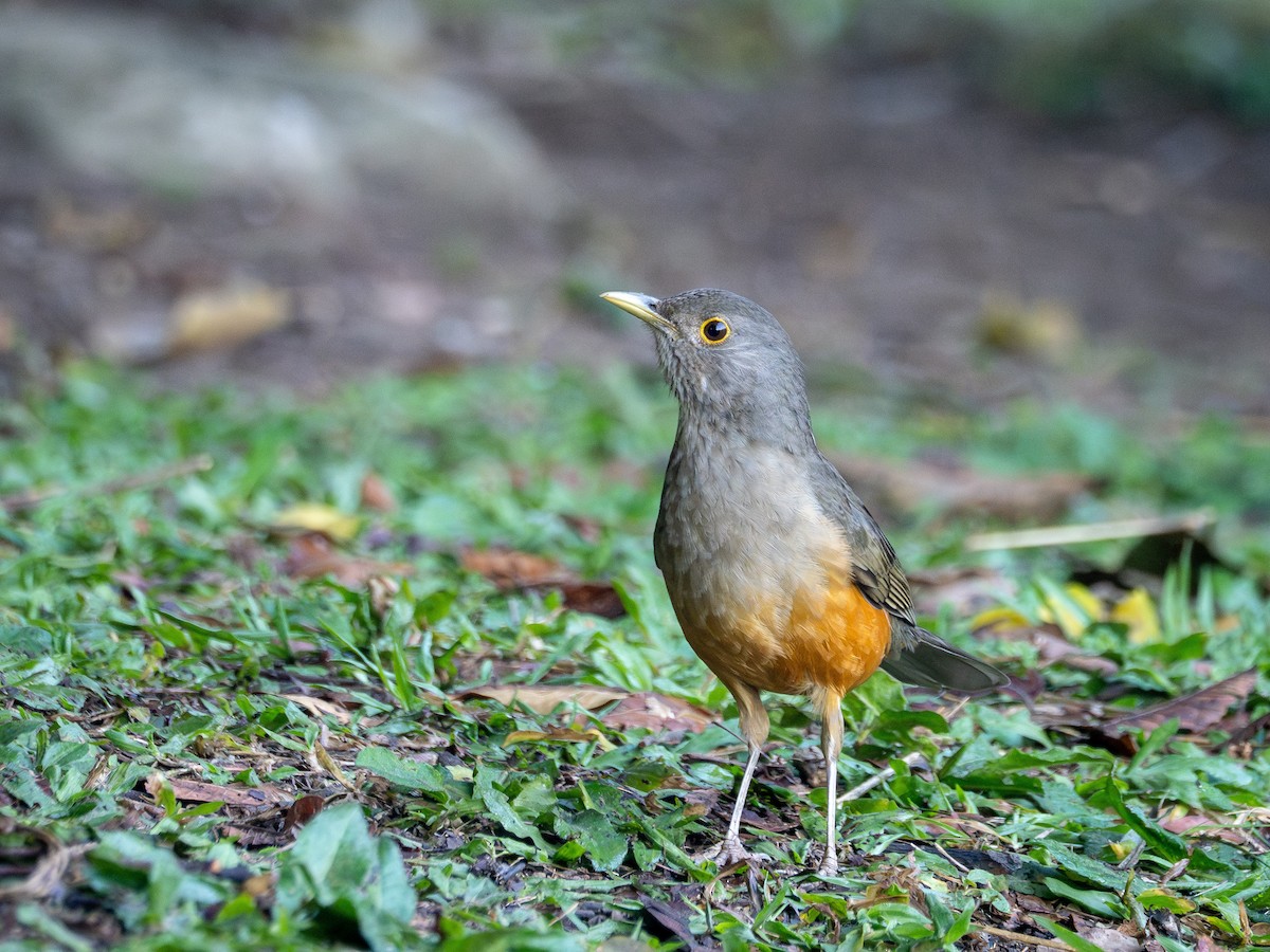 Rufous-bellied Thrush - ML637785001