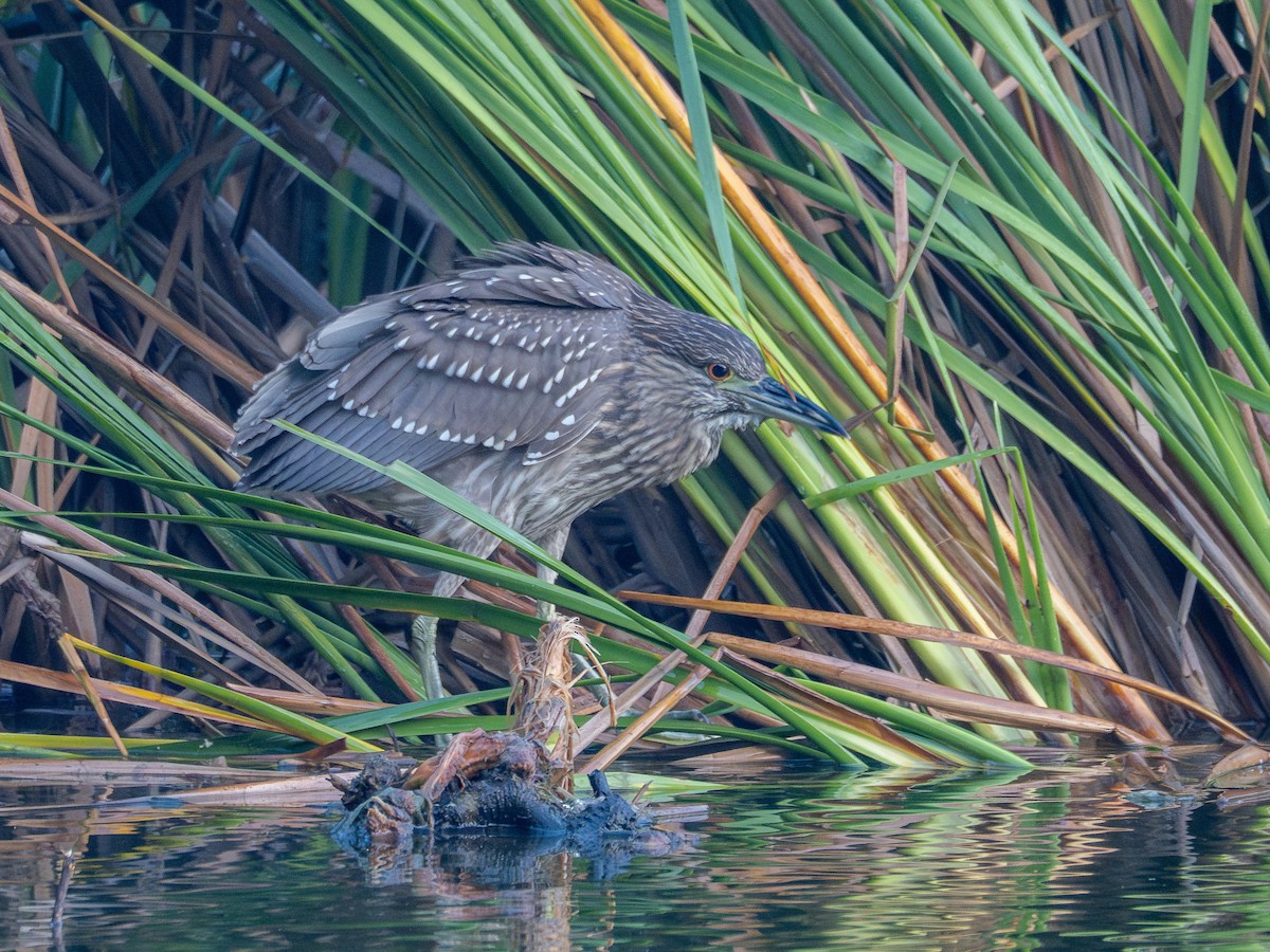 Black-crowned Night Heron - ML637785019