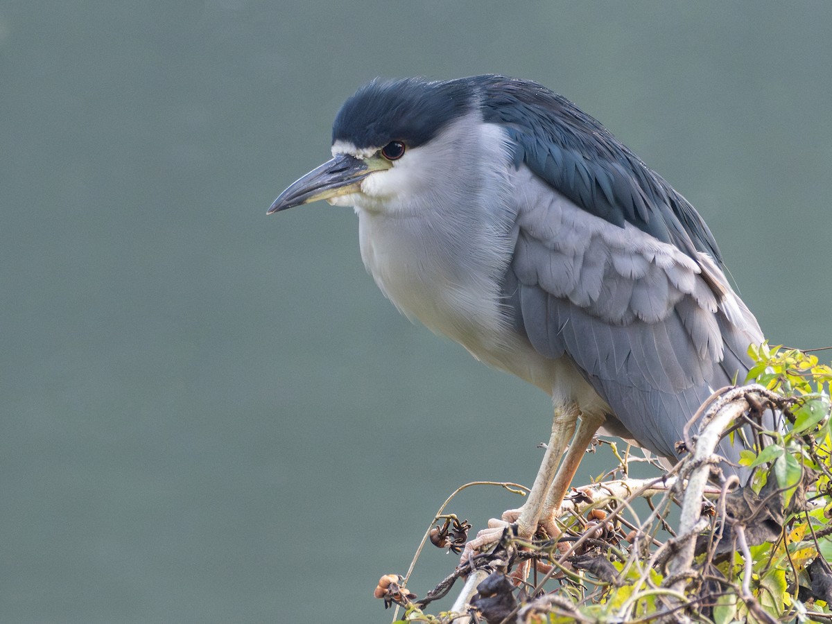 Black-crowned Night Heron - ML637785020