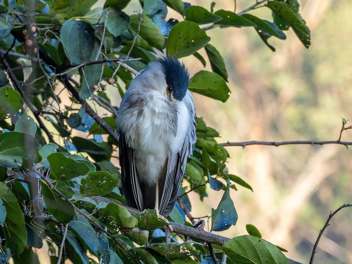Black-crowned Night Heron - ML637785021
