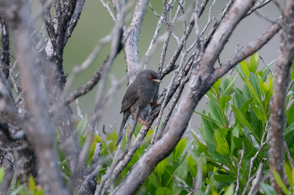 Marmora's Warbler - ML637785024