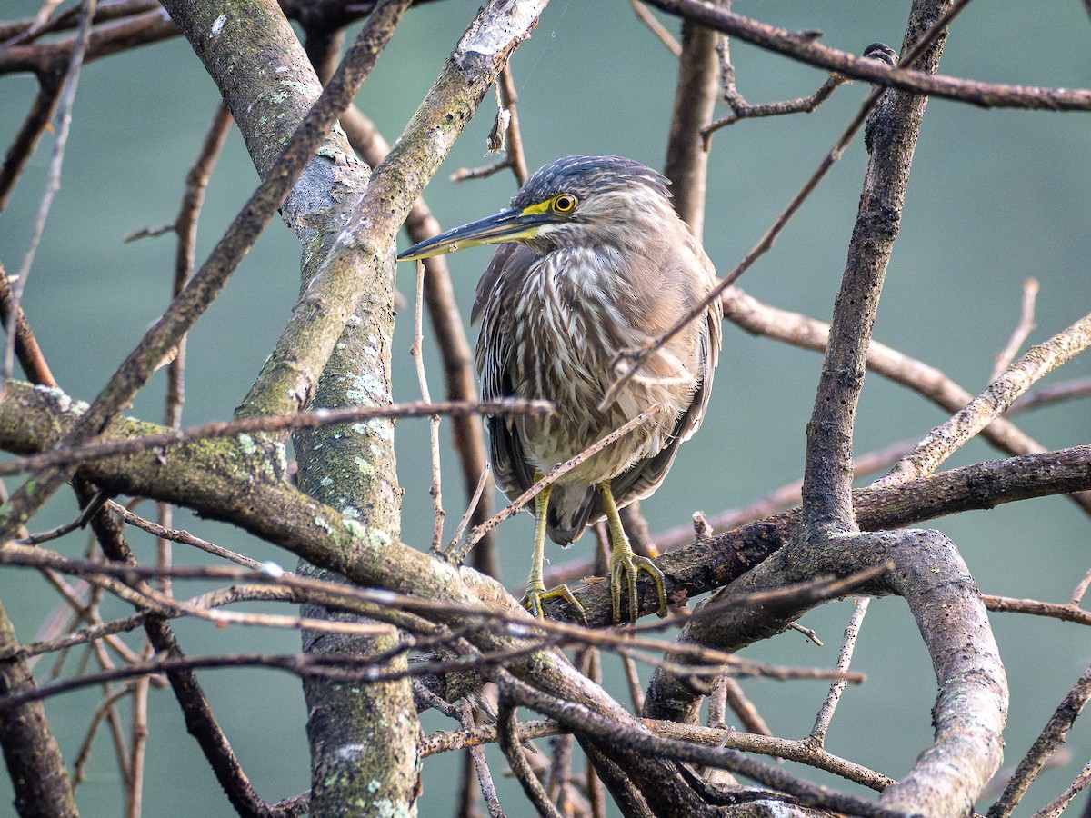 Striated Heron - ML637785029