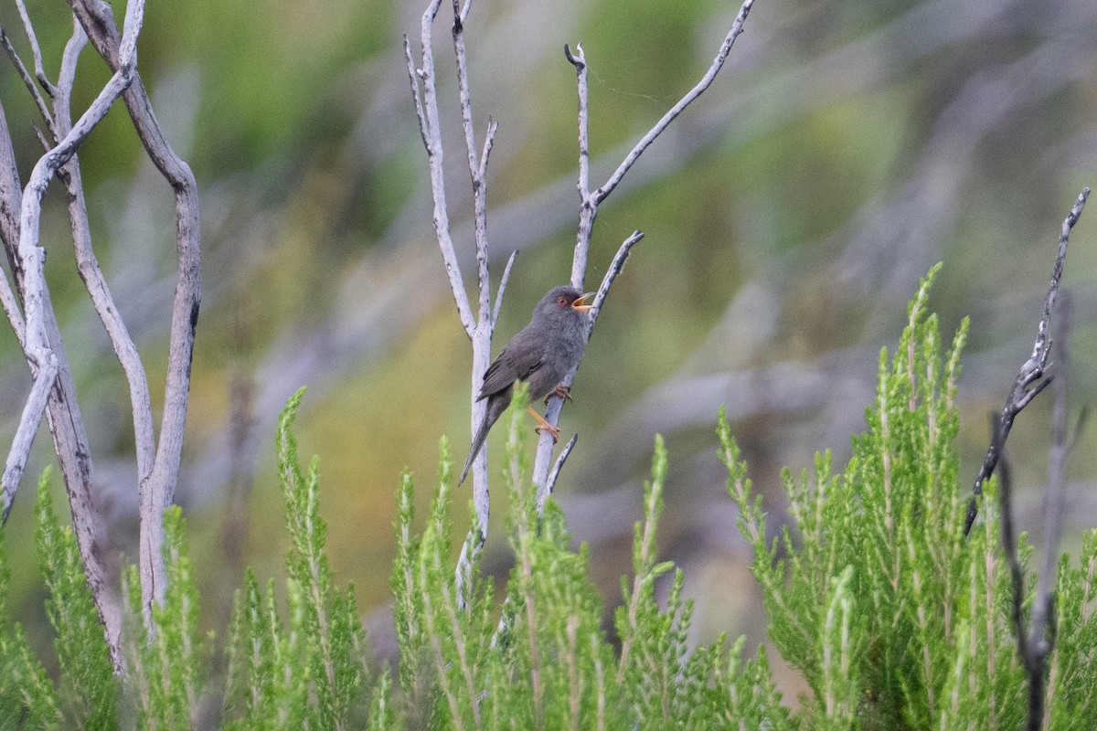 Marmora's Warbler - ML637785041