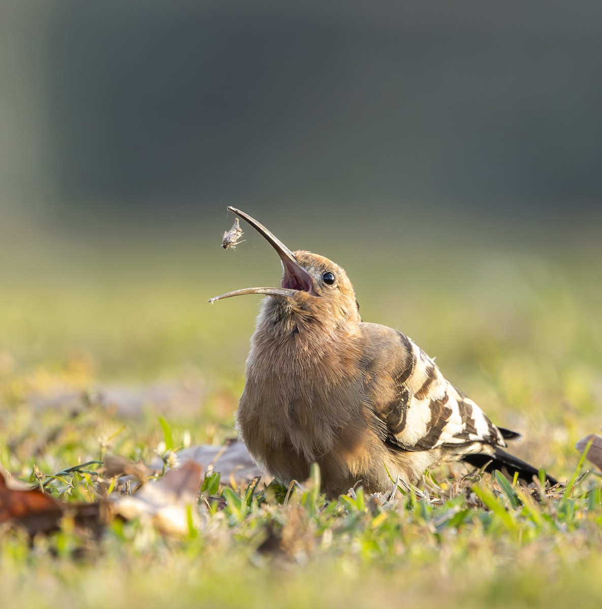 Eurasian Hoopoe - ML637785042